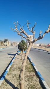 اجرای طرح هرس، تیمار و نگهداری پیشگیرانه درختان فضای سبز صباشهر