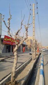 اجرای طرح هرس، تیمار و نگهداری پیشگیرانه درختان فضای سبز صباشهر