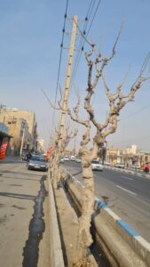 اجرای طرح هرس، تیمار و نگهداری پیشگیرانه درختان فضای سبز صباشهر