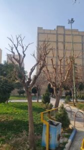 اجرای طرح هرس، تیمار و نگهداری پیشگیرانه درختان فضای سبز صباشهر