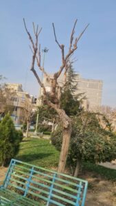اجرای طرح هرس، تیمار و نگهداری پیشگیرانه درختان فضای سبز صباشهر