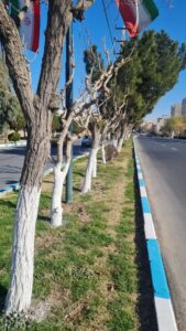 اجرای طرح هرس، تیمار و نگهداری پیشگیرانه درختان فضای سبز صباشهر