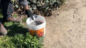 آغاز عملیات سمپاشی و طعمهگذاری برای کنترل جمعیت موشهای فاضلاب در صباشهر